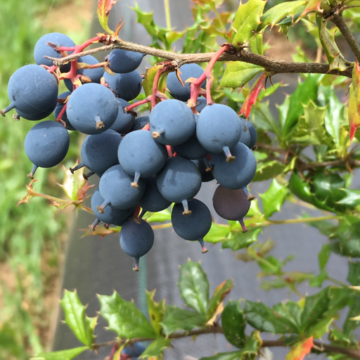 Berries nativos