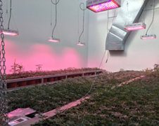 Cultivo in vitro e invernadero 007