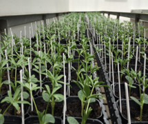 Cultivo in vitro e invernadero 008
