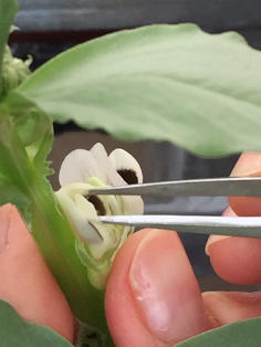 Cultivo in vitro e invernadero 009